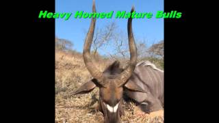 Nyala Country - Africa's Best Nyala Hunting