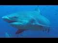 Bull sharks surround scuba divers during feeding exercise