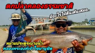 ตกปลาคลองธรรมชาติ หมายประตูระบายน้ำ คลองพระองค์เจ้าฯ #ตกปลา #ตกปลาหน้าดิน #fishing #fishingislife