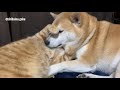 茶トラの弟を見守る柴犬の兄【岳パラダイス】