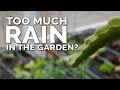 5 Tips to Save Your Vegetable Garden After Too Much Rain