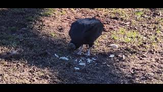 Snack Time For A Black Vulture