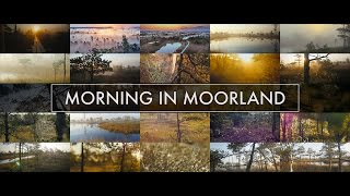 Morning in Moorland (Ķemeri National park)