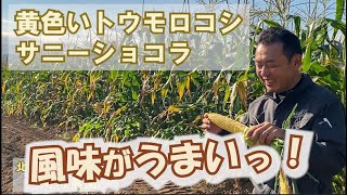 黄色いトウモロコシ『サニーショコラ』食レポ/うまいっ！：北海道 富良野 メロン農家の寺坂農園