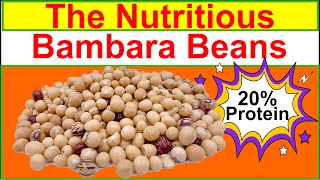 What is Bambara Beans? (And Why is it a great food for a plant-based diet?)