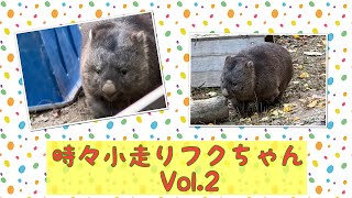 【wombat】時々小走りフクちゃん Vol.2☆(Sometimes trot)