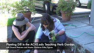 Planting Dill in the ACHS.edu Teaching Herb Garden