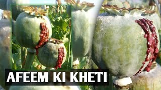 AFIM KI KHETI KI VIDEO 2023