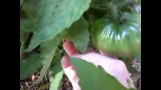 Pink oxheart tomato production