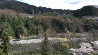 長野県上伊那郡中川村　坂戸橋の桜