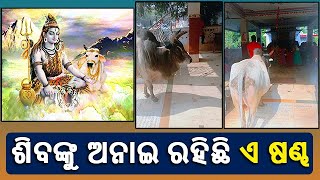 କାର୍ତ୍ତିକ ମାସ ପ୍ରଥମ ସୋମବାରରେ ଏଭଳି ଏକ ବିଚିତ୍ର ଦୃଶ୍ୟ ଦେଖିବାକୁ ମିଳିଥିଲା କଟକର ଏକ ମନ୍ଦିରରେ