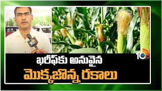 ఖరీఫ్‌కు అనువైన మొక్కజొన్న రకాలు | Corn Crop Cultivation | Agri Info | Matti Manishi | 10TV