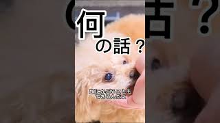 【早押し】あなたは何秒でわかる？