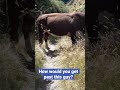 What to do when a Bull crosses your path in New Zealand? 🤦‍♂️ #bull #nature #travelling #walking