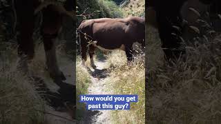 What to do when a Bull crosses your path in New Zealand? 🤦‍♂️ #bull #nature #travelling #walking