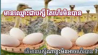 បក្សី៥ប្រភេទ ដែលមិនអាចហោះហើរបាន #Twoeyeson #subscribe,birdlovers