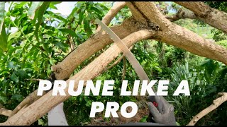 Professional Arborist Tree Pruning
