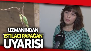 Uzmanı Uyardı, İstilacı Yeşil Papağan Popülasyonuna Dikkat!