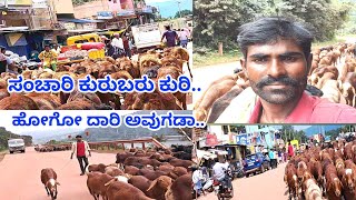 ಸಂಚಾರಿ ಕುರುಬರ ಕುರಿ ಹೋಗುವ ದಾರಿ || pira bilikuri vlogs