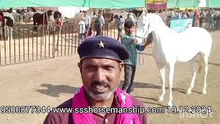 தரமான வெள்ளை நிற பெண் குட்டி  #sarangkheda #horsefestival #marwari #nukra #filly #premiumquality