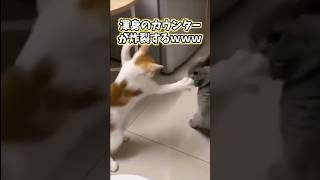 ネッコの動画見てニヤけたら負けwww #猫 #猫動画 #猫のいる暮らし #ねこ #かわいい #癒し #2ch動物スレ