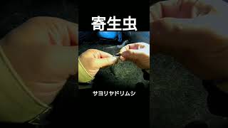 サヨリのエラに寄生 食べても無害 #shorts