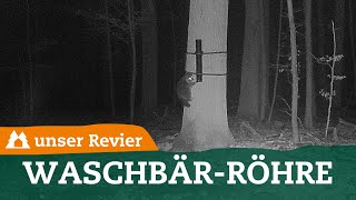 Die neue Coonpipe | So hängt man die Waschbärröhre auf | unser Revier | #54
