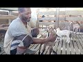 wetty goat farm update on all the new dond goat kids goat farm in hanover jamaica