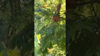 Chicken flying. Flying chicken. Gallinas  volando