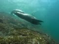 Scuba diving with Sea Lions in the Sea of Cortez.