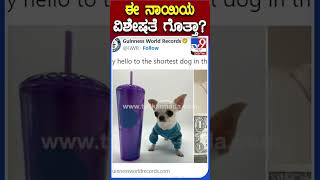 ಈ ನಾಯಿಯ ವಿಶೇಷತೆ ಗೊತ್ತಾ? | #Tv9S #Chihuahua