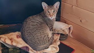 Адаптация щенка, кошки в Совином Доле и проблемы со связью