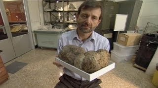 Fossilized Poop Reveals the Diet of Extinct Giant Sloths