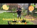 How to Grow Citrus in Containers - 5 Top Tips!