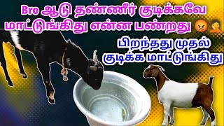 ஆடு தண்ணீர் குடிக்க மாட்டுங்கிது என்ன பண்றது தெரியலை✓Goat didn't Intake water #aduvalar@psfarmers