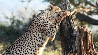 Cheetah with young marking territory