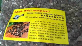 Moringa seed 辣木籽