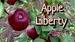 ЯБЛОНЯ ЛИБЕРТИ / Apple Liberti