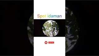 Spot Idaman