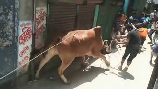 Cow fight, Cow escape, Mad cow of Bangladesh,India,Pakistan