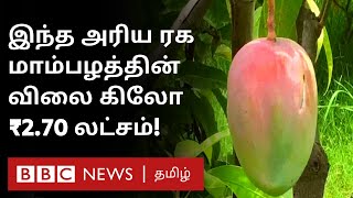 Costiliest Mango in the world: ஒரு கிலோ மாம்பழம் ₹2.70 லட்சம் - 4 காவலர்கள், 6 நாய்கள் காவல்