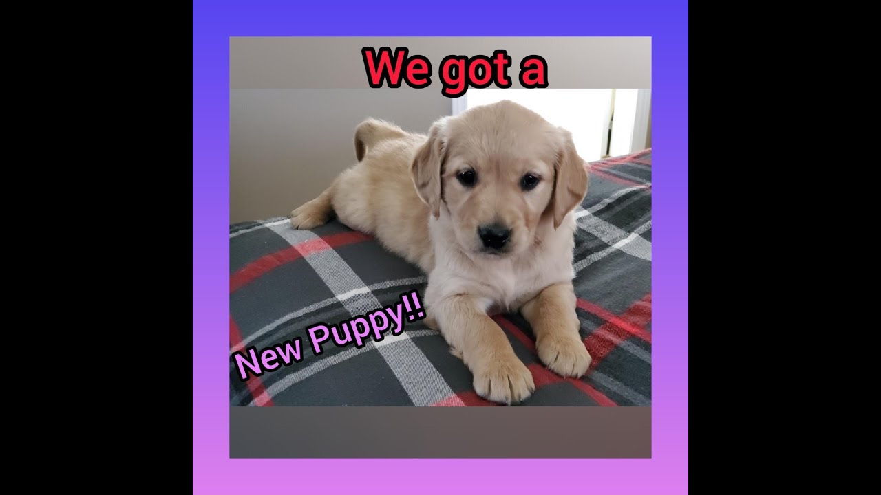 We Got A Puppy! A Golden Retriever Puppy! The Cutest Golden Retriever ...