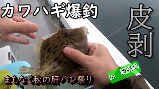 淡路島でカワハギ爆釣！前乗りの太刀魚は撃沈