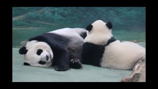 20211011 圓圓餵奶加竹竿 圓寶喝足睡得安(早餐下) Giant Panda Yuan Yuan \u0026 Yuan Bao