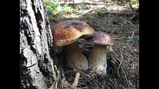 Finding Porcini In Summer 2018 northern California Episode1