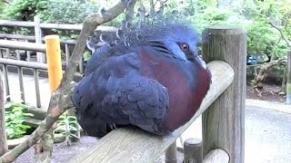 オウギバト に大接近！ Victoria Crowned Pigeon