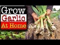 How Do You Grow Garlic At Home - Foolproof Methods