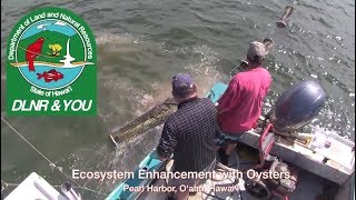 Oyster Ecosystem Enhancement for Pearl Harbor