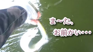 【相模湖】フカれっ！ビンクシー！！【バス釣り】