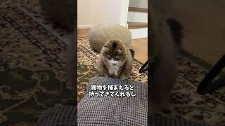 犬みたいな猫！人間が好きすぎるノルウェージャン　#cat  #猫 #北欧猫 #ノルウェージャンフォレストキャット